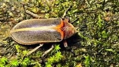 Polytomus