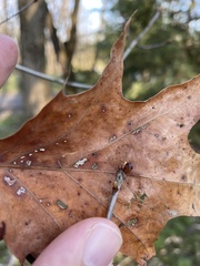 Neuroterus vesicula