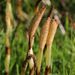 Braun's Giant Horsetail - Photo USFWS - Pacific Region, no known copyright restrictions (public domain)