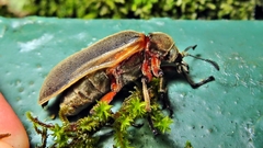 Polytomus