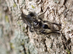 Laphria cinerea