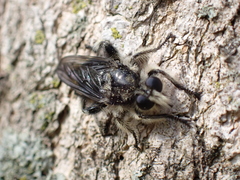 Laphria cinerea