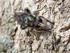Laphria cinerea