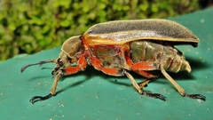 Polytomus