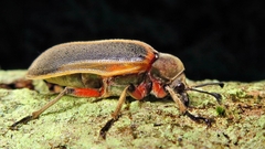 Polytomus