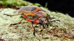 Polytomus