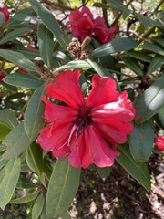 Rhododendron × hybridum