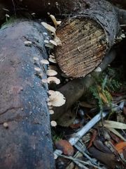 Marasmiellus alliiodorus