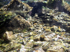 Crenichthys baileyi moapae