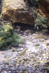Crenichthys baileyi moapae