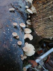 Marasmiellus alliiodorus
