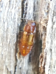 Metopsia