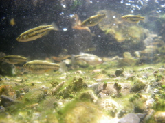 Crenichthys baileyi moapae