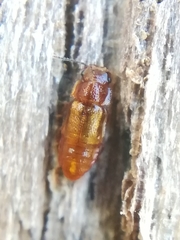 Metopsia