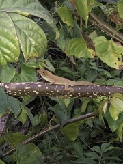 Anolis cristatellus