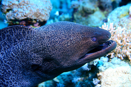 Giant Moray — seen at this dive site