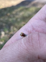 Neuroterus vesicula