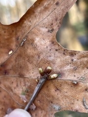 Neuroterus vesicula