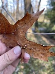 Neuroterus vesicula