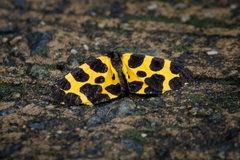 Pantherodes leonaria