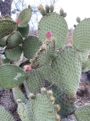 Opuntia leucotricha