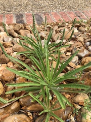 Plantago wrightiana