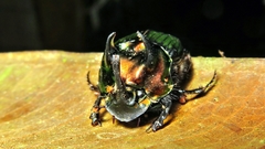 Phanaeus splendidulus