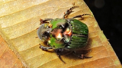 Phanaeus splendidulus