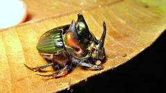 Phanaeus splendidulus