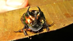 Phanaeus splendidulus