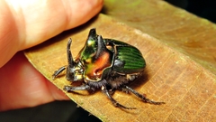 Phanaeus splendidulus