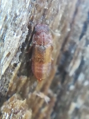 Metopsia