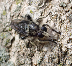 Laphria cinerea