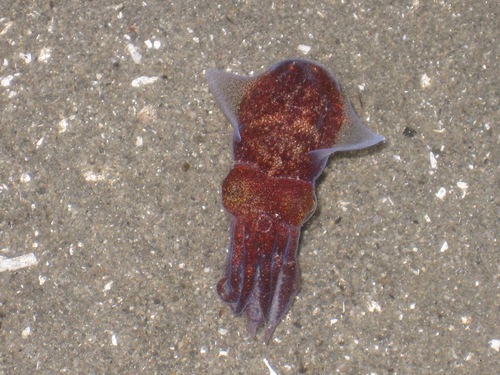 Representative image of Rossia