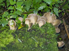 Pleurotus purpureo-olivaceus