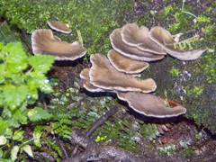Pleurotus purpureo-olivaceus