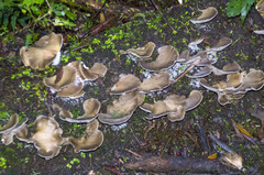 Pleurotus purpureo-olivaceus