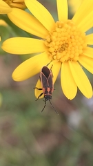 Ochrimnus lineoloides