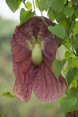 Aristolochia gigantea