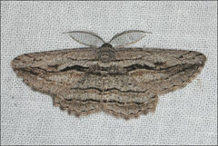 Scioglyptis loxographa