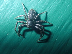 Tharpyna campestrata