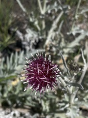 Cirsium douglasii