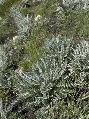 Cirsium douglasii