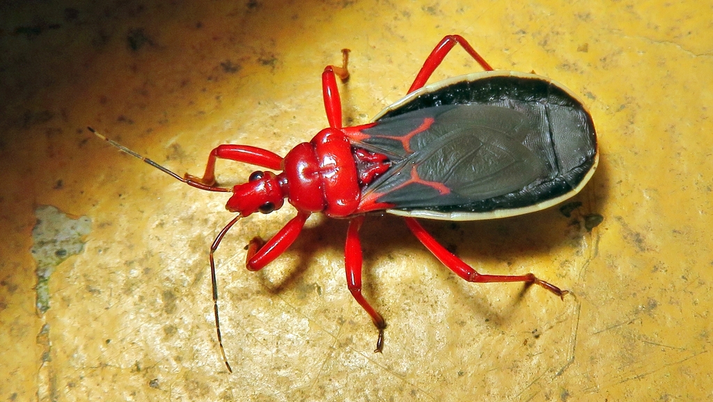 Red-and-black Bug