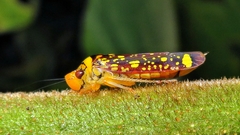 Aulacizes conspersa