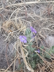 Stemodia bartsioides
