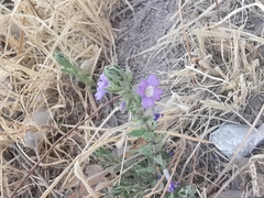 Stemodia bartsioides