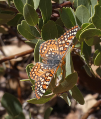 Euphydryas anicia hermosa