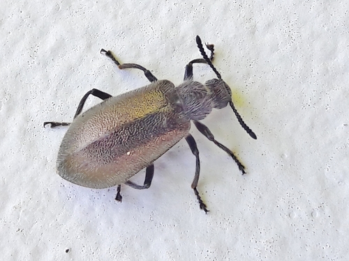 Hairy Darkling Beetle