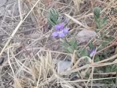 Stemodia bartsioides